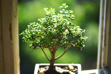 Deurstickers Bonsai bonsai