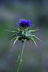 Flor de cardo