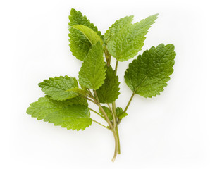 Fresh lemon balm (melissa) - obrazy, fototapety, plakaty