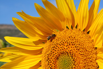 Girasol con abeja II