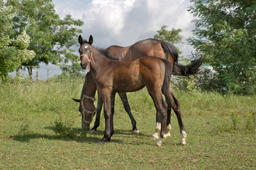 Fototapeta premium Mare and foal
