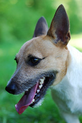 Parson Russell Terrier