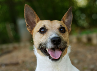 Parson Russell Terrier