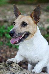 Parson Russell Terrier