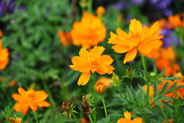 Orange cosmos flowers with greenish blurred backdrop © Calvin Chan