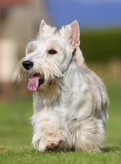 scottish terrier volontaire