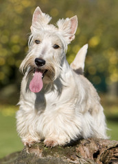 scottish terrier froment langue pendante