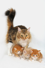 NORVEGESE DELLE FORESTE