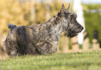 scottish terrier and the sun