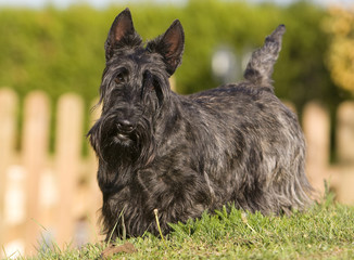 curious scottish terrier