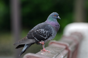 足の不自由なハト