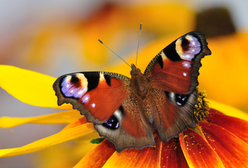 Pauwvlinder op de Rudbeckia-bloei