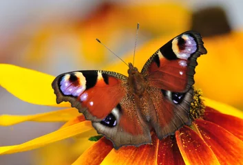 Keuken foto achterwand Vlinder Pauwvlinder op de Rudbeckia-bloei