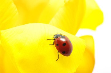 ladybug