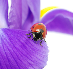 ladybug