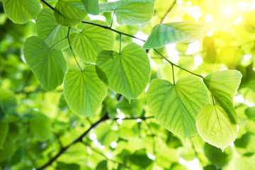 Fototapeta na wymiar liście w słońcu