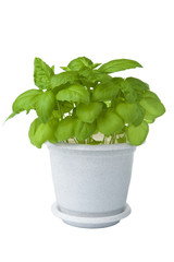 fresh basil in pot isolated
