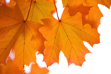 autumn maple leaves isolated