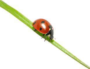 ladybug