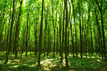 Fototapeta premium Drzewa