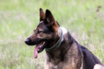 Deutscher Schäferhund