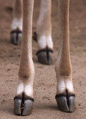 Hufe eines Großen Kudus © Martina Berg