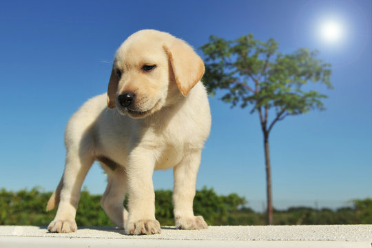 chiot labrador au soleil