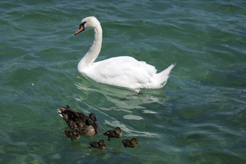 Obraz premium Cigno e paere