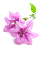Clematis flowers, isolated on white