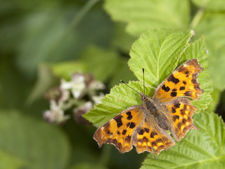 comma butterfly