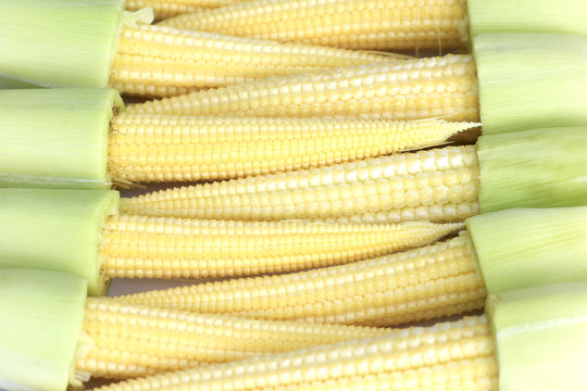 babycorn