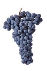 uva nera vendemmia grappolo vino