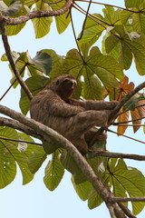 Paresseux / Sloth in Brazil