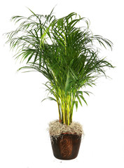 Aréca dans pot déco