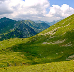 Alpine meadow