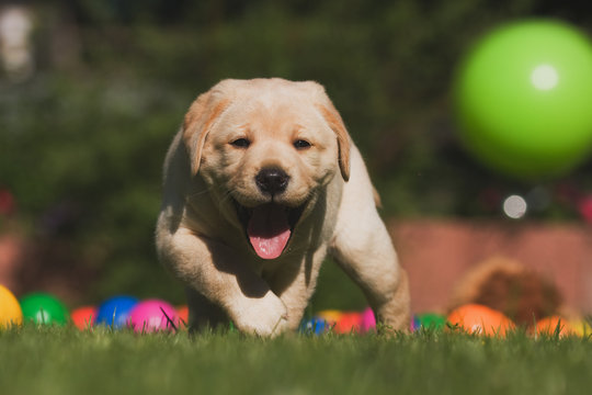 spielender Labrador-Welpe
