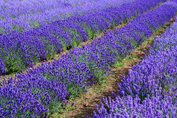 Lavander field in Heacham in Great Britain