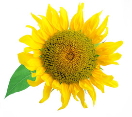 Obraz premium sunflower