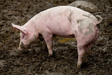 Ein rosa Schwein steht im Schlamm und frisst