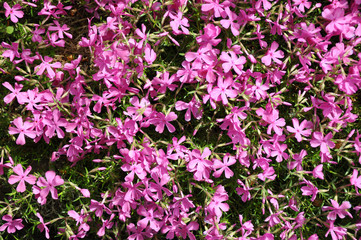Polsterphlox, Phlox subulata