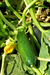 Green courgette.