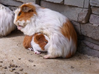 Maman cochon d'inde et son b&eacute;b&eacute;