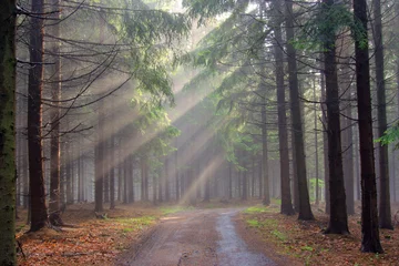 Foto op Plexiglas coniferous forest in fog © siloto