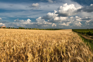 wheat field