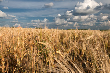 wheat field