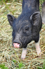Fototapeta premium Minihängebauchschwein