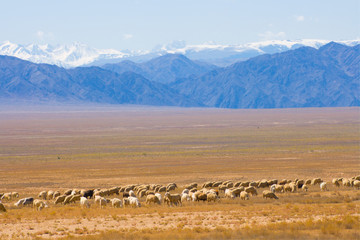flock of sheep on background of mountains