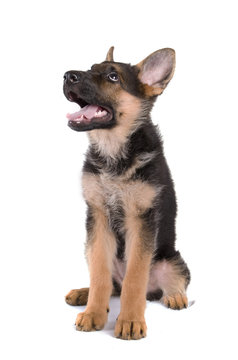 Bebe Berger Allemand Assis Stock Photo Adobe Stock