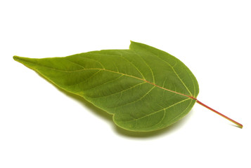 green leaf
