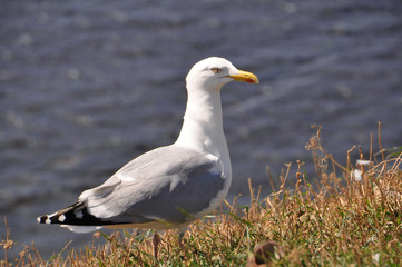 Fototapeta premium Vogel auf der Klippe